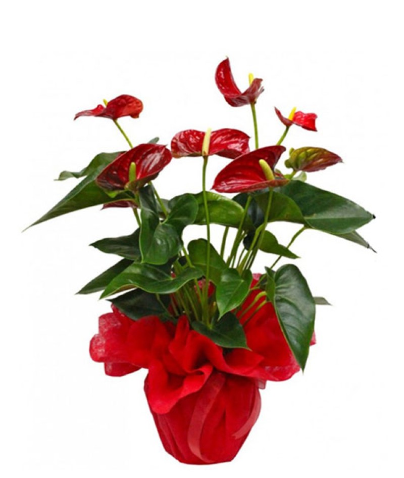 Saksıda Büyük Boy Antoryum