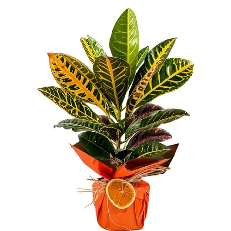 Saksıda Orta Boy Kraton