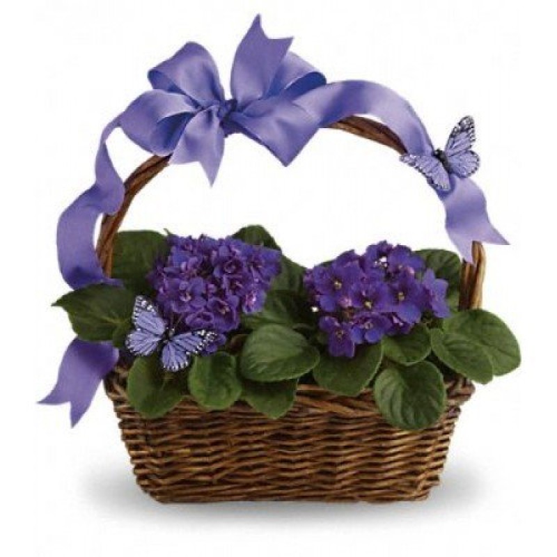 Sepette Menekşe Arajmanı