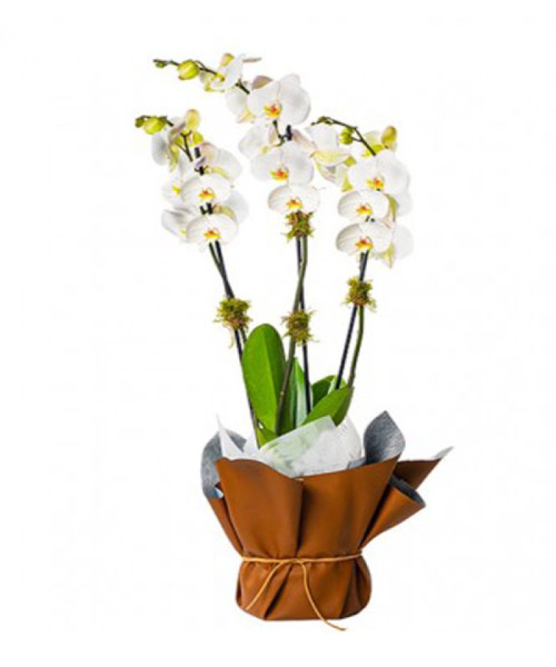 Saksıda Üç Dal Orkide 